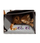 子猫のリタ君のスタンプ2（個別スタンプ：12）