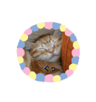 子猫のリタ君のスタンプ2（個別スタンプ：13）