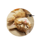 子猫のリタ君のスタンプ2（個別スタンプ：15）
