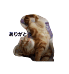 子猫のリタ君のスタンプ2（個別スタンプ：16）