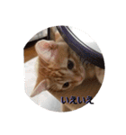 子猫のリタ君のスタンプ2（個別スタンプ：17）