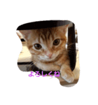子猫のリタ君のスタンプ2（個別スタンプ：19）