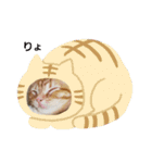 子猫のリタ君のスタンプ2（個別スタンプ：23）
