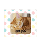 子猫のリタ君のスタンプ2（個別スタンプ：24）