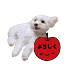 白い犬の秋（個別スタンプ：9）