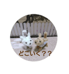 ほのぼのチワワ、ときどきコーギー（個別スタンプ：4）