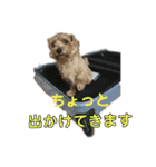 ノーフォークテリア うり 1（個別スタンプ：12）