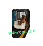 ノーフォークテリア うり 1（個別スタンプ：14）