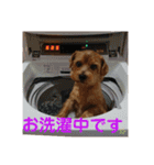 ノーフォークテリア うり 1（個別スタンプ：15）