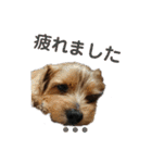 ノーフォークテリア うり 1（個別スタンプ：16）