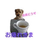 ノーフォークテリア うり 1（個別スタンプ：17）