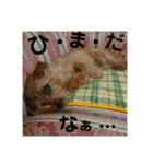 ノーフォークテリア うり 1（個別スタンプ：19）