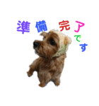 ノーフォークテリア うり 1（個別スタンプ：21）