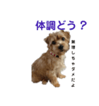 ノーフォークテリア うり 1（個別スタンプ：29）