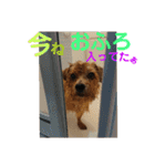 ノーフォークテリア うり 1（個別スタンプ：30）