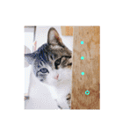 ネコたちが日常を盛り上げてくれるスタンプ（個別スタンプ：1）