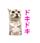 ネコたちが日常を盛り上げてくれるスタンプ（個別スタンプ：3）