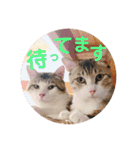 ネコたちが日常を盛り上げてくれるスタンプ（個別スタンプ：8）