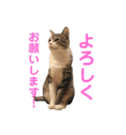 ネコたちが日常を盛り上げてくれるスタンプ（個別スタンプ：12）
