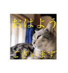 ネコたちが日常を盛り上げてくれるスタンプ（個別スタンプ：14）