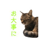 ネコたちが日常を盛り上げてくれるスタンプ（個別スタンプ：17）