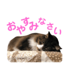 ネコたちが日常を盛り上げてくれるスタンプ（個別スタンプ：21）