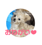 リッツちゃんスタンプ①（個別スタンプ：9）