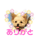 リッツちゃんスタンプ①（個別スタンプ：16）