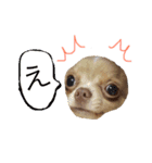 ちわわのきなこ（個別スタンプ：1）