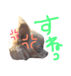 ちわわのきなこ（個別スタンプ：5）
