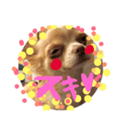ちわわのきなこ（個別スタンプ：8）