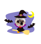 我が家の愛犬のハロウィン スタンプ（個別スタンプ：1）