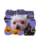 我が家の愛犬のハロウィン スタンプ（個別スタンプ：3）