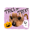 我が家の愛犬のハロウィン スタンプ（個別スタンプ：4）