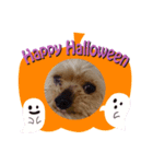 我が家の愛犬のハロウィン スタンプ（個別スタンプ：5）