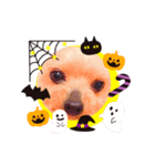 我が家の愛犬のハロウィン スタンプ（個別スタンプ：6）