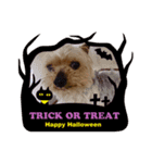 我が家の愛犬のハロウィン スタンプ（個別スタンプ：7）