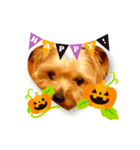 我が家の愛犬のハロウィン スタンプ（個別スタンプ：8）