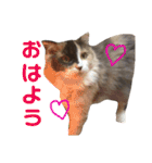 仲良し3匹の猫スタンプ（個別スタンプ：1）