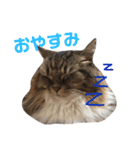 仲良し3匹の猫スタンプ（個別スタンプ：2）