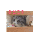 仲良し3匹の猫スタンプ（個別スタンプ：7）