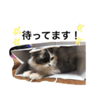仲良し3匹の猫スタンプ（個別スタンプ：8）