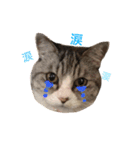 仲良し3匹の猫スタンプ（個別スタンプ：9）