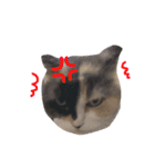 仲良し3匹の猫スタンプ（個別スタンプ：10）