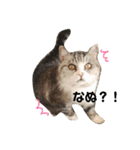 仲良し3匹の猫スタンプ（個別スタンプ：15）