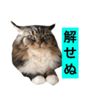 仲良し3匹の猫スタンプ（個別スタンプ：17）