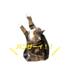 仲良し3匹の猫スタンプ（個別スタンプ：18）