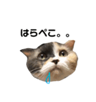仲良し3匹の猫スタンプ（個別スタンプ：22）