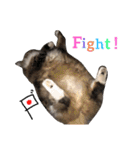 仲良し3匹の猫スタンプ（個別スタンプ：23）