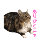 仲良し3匹の猫スタンプ（個別スタンプ：25）